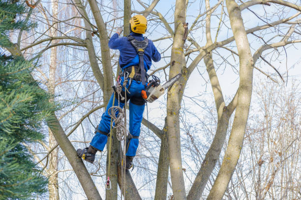 Tree and Shrub Care